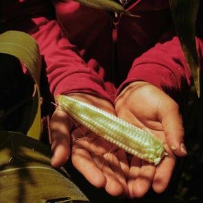 Ibsan, in Guatemala, holds out a piece of corn. Photo: Luisa DÃ¶rr / Shelter For Kids